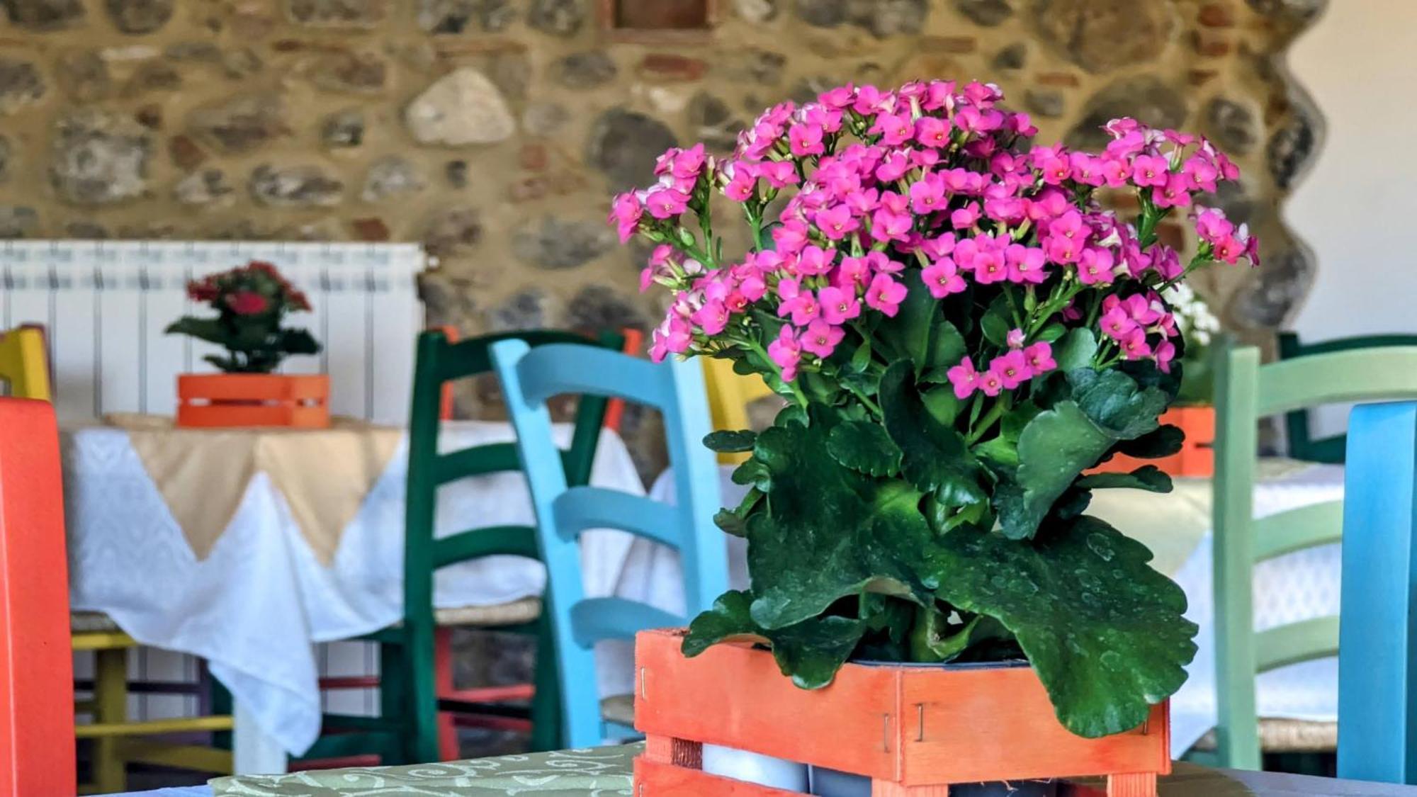 La Quinta Decima Bioagriturismo Fattoria Spedaletto Luaran gambar