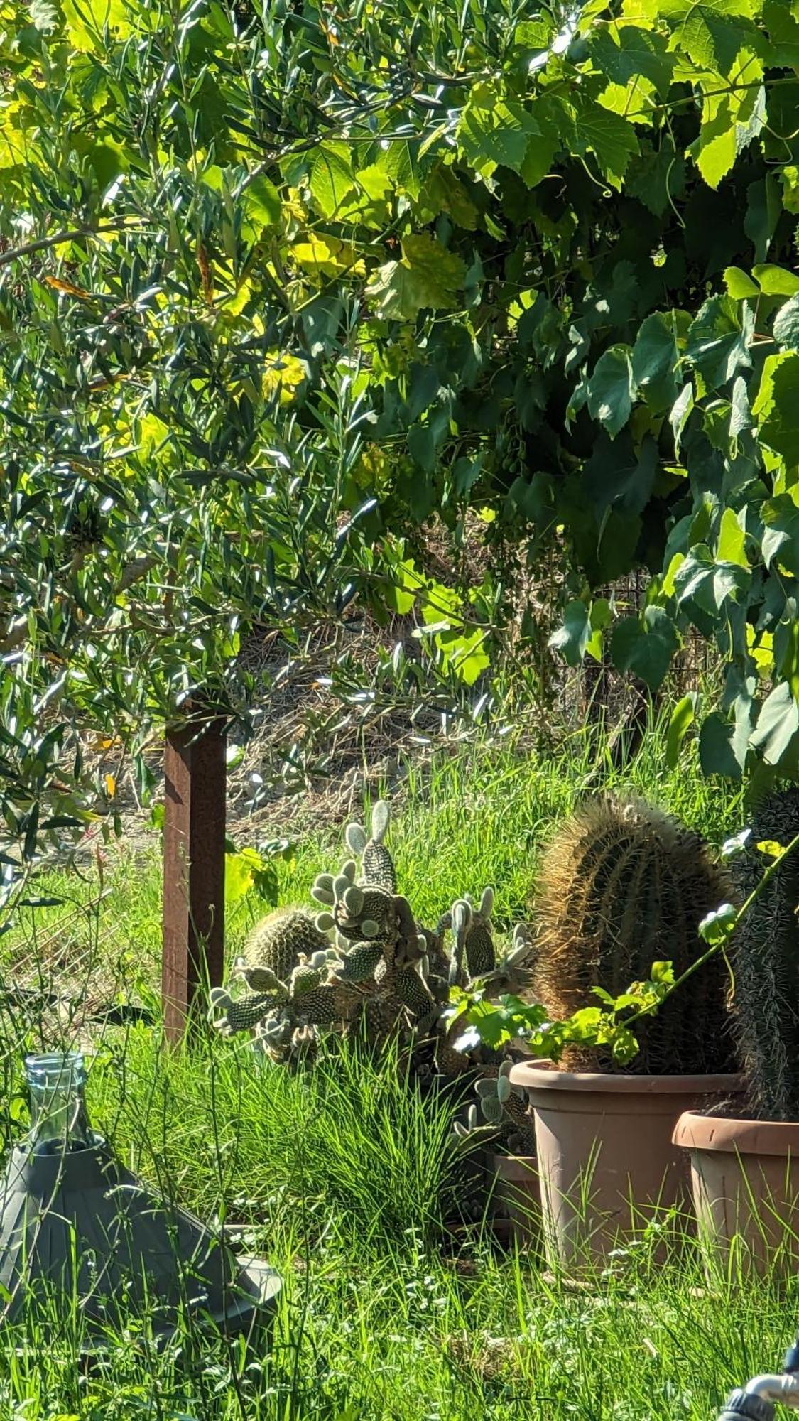 La Quinta Decima Bioagriturismo Fattoria Spedaletto Luaran gambar